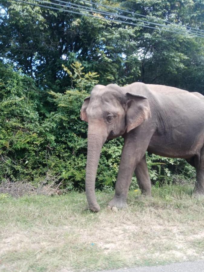 Sigiriya Village Home Stay ภายนอก รูปภาพ